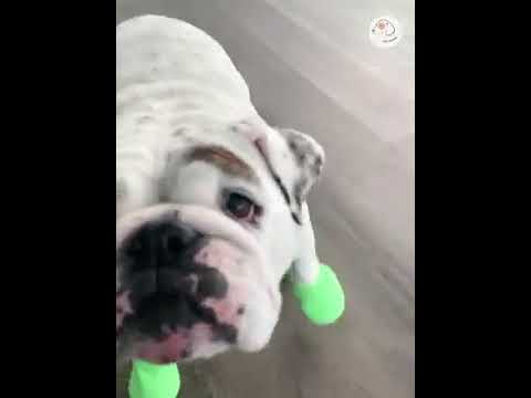 phani ,😄video😄😄😄🙏🙏🙏