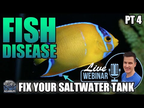 Saltwater FISH DISEASE, Ich, Marine Velvet - Fix Your Problem Saltwater Tank