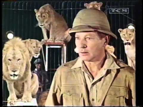 Lions on the loose [movie: Merry Andrew (1958)]