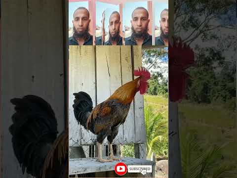 Have you ever heard the call of a rooster?
