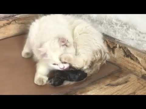 cat giving birth  l White cat gave birth to black kitten l how cat gives birth l 16kitties