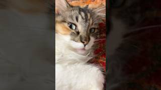 我が家のノルウェージャンフォレストキャット様 #cat #子ネコ #kitten  #三毛猫 #chat