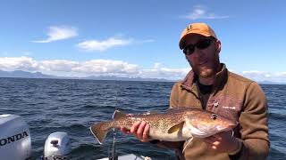 What is a Pacific Cod or True Cod