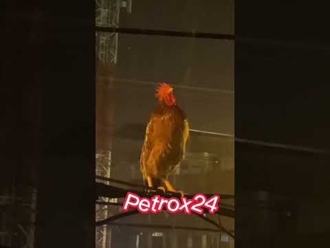 petrox New video , petrox24 , #petrox #fyp #short #shorts #petrox