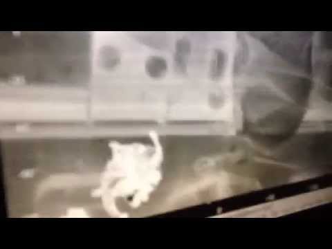 Immigrazione: Aeronautica militare in soccorso alla nave Ezadeen