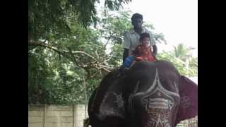 preview picture of video 'ayyampettai rifa in elephant'