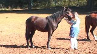 MIA Chubs Bimbo Gali, Dark Bay Foundation Appaloosa for Sale in Oregon