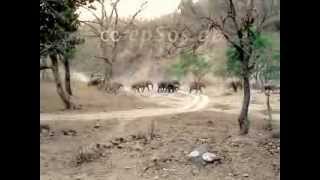 preview picture of video 'Wild Elephants in Rajaji National Park of India'