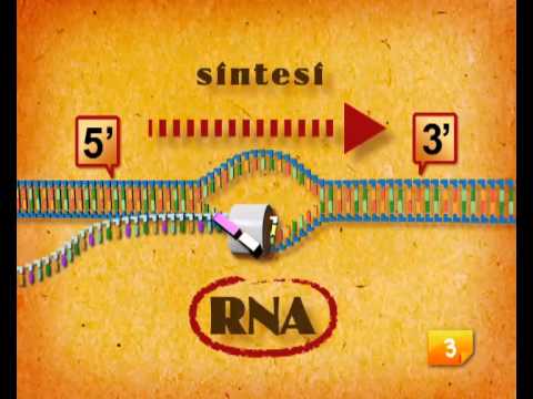 Trascrizione e Traduzione Step by Step