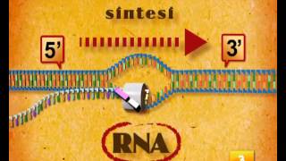 Trascrizione e Traduzione Step by Step