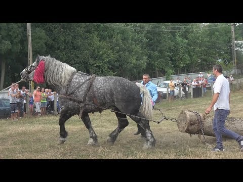 Armasarul lui Gruia locul I Paltinis, Botosani 2017