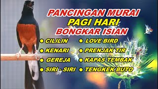 Download lagu 🔴 LIVE 42 - Pancingan Murai Batu Malam Hari Full Isian Tembakan Kasar Buat Murai macet bunyi mp3