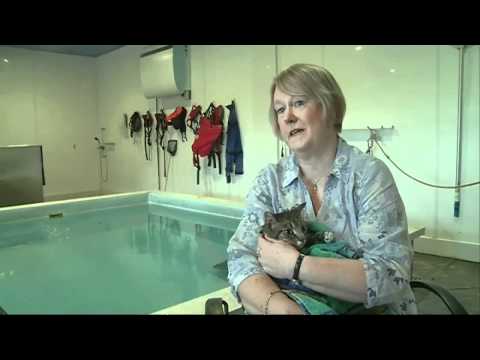 Paralyzed Cat Takes Swimming Lessons!