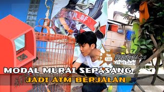 Download lagu KISAH PETERNAK MURAI BATU | MEMULAI DARI SEPASANG MENJADI ATM BULANAN | aan bf pati @Gaungcanary mp3