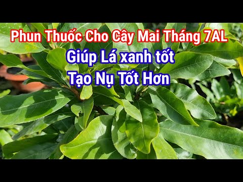 Spray for Apricots 4-7AL-2022, Help Beautiful Green Leaves.