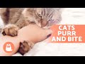 My CAT BITES Me While Gently PURRING Reasons Carts Purr Then Bite