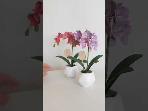 Coda - Paper Orchids
