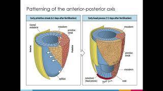 PCB 4253 Chapter 12 Part 2 Video 1   Mammalian Development Axis Specification