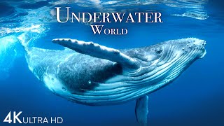 Underwater World 4K - Incredible Colorful Ocean Li