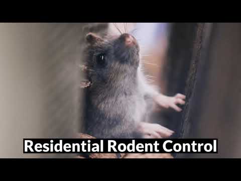 Rodent Removal & Control   ONYX Pest Control, Best Pest Control Company In Southern NB