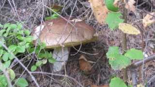 VACATION IN FINLAND AND SAINT PETERSBURG