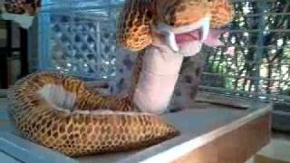 Cobra eats bunny to become Amileah's favorite