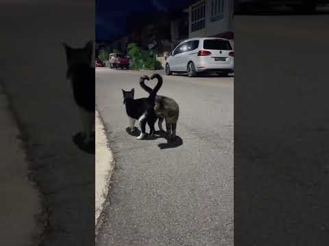 cats making heart 💜❤️ with their tails