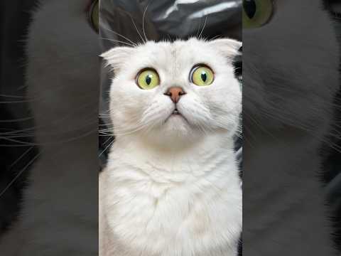 When Sonya gets jealous… #cat #cats