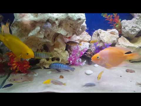 African cichlid with fighting parrot fish
