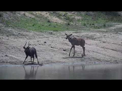 Djuma: Kudus, Geese and Nyala bull - 09:34 - 11/11/21