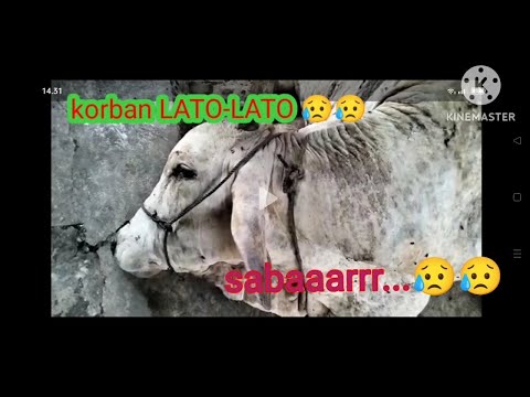 korban lato lato#bakulsapi #jagal #cow #sapikebumen #