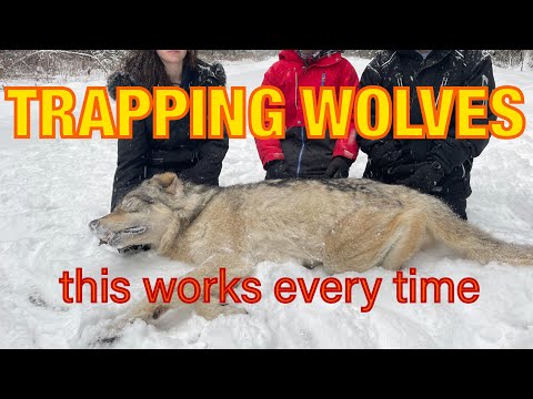 Eine bessere Methode, Wölfe zu fangen. Diese Methode erhöht Ihre Chancen auf einen erfolgreichen ...