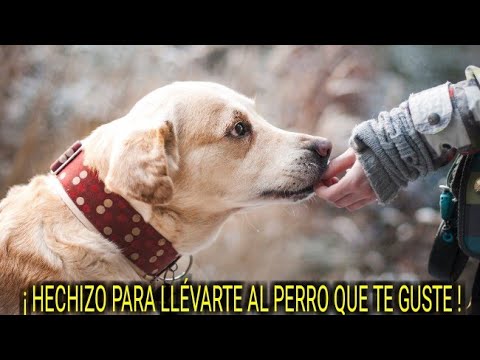 COMO HECHIZAR A UN PERRO
