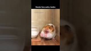HAMSTER TIENE SUEÑO Y HAMBRE