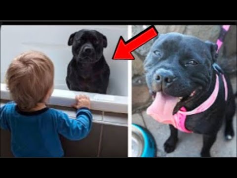 Dog Sneaks Out Every Night… What the Family Found Shocked Them!
