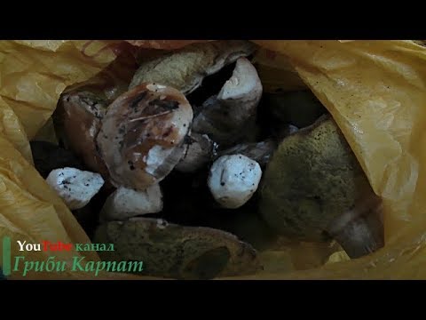 Білі Гриби в Карпатах 26.10.2017Белые Грибы в Карпатах 26.10.2017