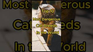 Top 10 Most Dangerous Cat Breeds in the World 🌎 #cat #catshorts #top10