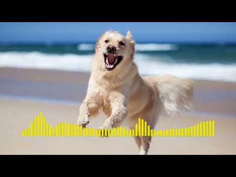 dog barking sound|| dog wala ringtone|| dog barking ringtone ||new ringtone ||new tone||message tone