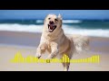 Dog Barking Sound Dog Wala Ringtone Dog Barking Ringtone New Ringtone New Tone Message Tone