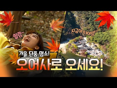 반드시 가봐야하는 포항 단풍명소 &#39;오어사&#39;로 떠나자!