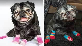 Her Owners Gave The Pug Puppy A Pair Of Socks. What Happens Next Is Quite Remarkable