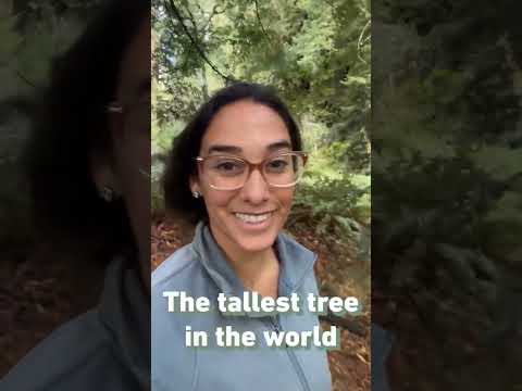 世界一高い木！