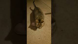 Warren does his little dance lol #stray #straycat #cutecat #catshorts #catvideos #cat #cats #kitty