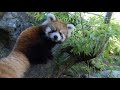Red Panda Cub Pabu Chases Mom