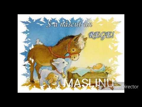 MASLINUL CLUJ- Azi un Rege S-a nascut