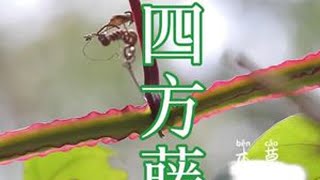 #植物科普 #大自然的馈赠 #我的乡村生活 外形四四方方，攀爬能力特别强的，四方藤，连蛇遇见都得绕着走，经常进山的朋友，你们见过吗？