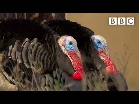 Turkey trio battle for a mate | The Mating Game – BBC