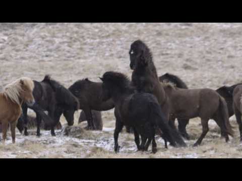 Velkomin heim að Hólum - Landsmót hestamanna 2016