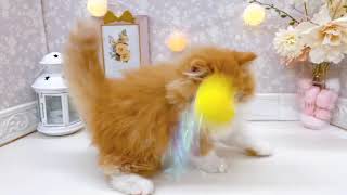スコティッシュフォールドの動画01