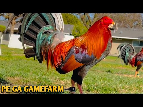 Leiper Grey Yellow leg hatch - PE GA FARM